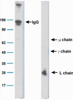 Western Blot: Bat Immunoglobulin Antibody (BT1-4F10) [NBP2-23483]