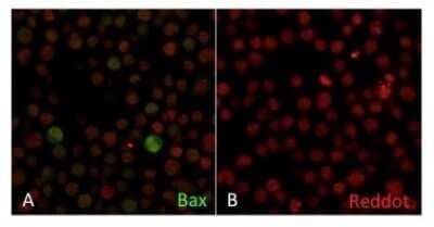 Immunocytochemistry/ Immunofluorescence: Bax Antibody (2D2) - Azide and BSA Free [NBP2-33092]