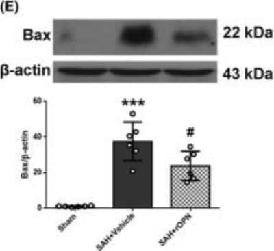 Western Blot: Bax Antibody (6A7) [NBP1-28566]