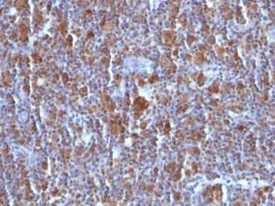 Immunohistochemistry-Paraffin: Bax Antibody (BAX/962) - Azide and BSA Free [NBP2-47815]