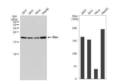 Western Blot: Bax Antibody (HL236) [NBP3-13676]