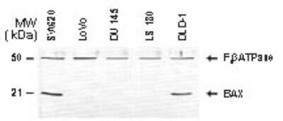 Western Blot: Bax Antibody [NB100-56095]