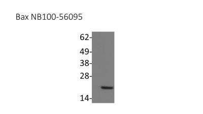 Western Blot: Bax Antibody [NB100-56095]