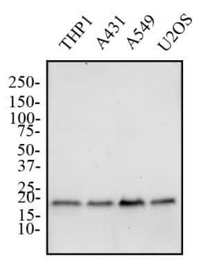 Western Blot: Bax Antibody [NB100-56095]