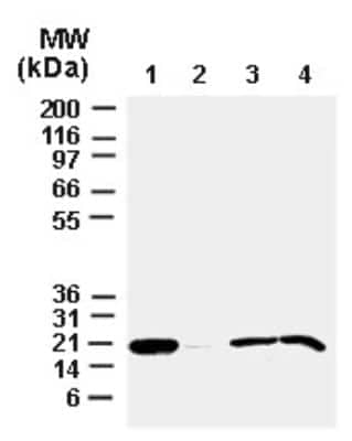 Western Blot: Bax Antibody [NB100-56096]