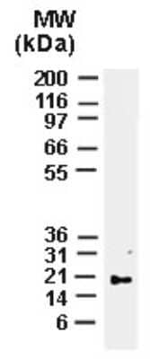 Western Blot: Bax Antibody [NB100-56097]