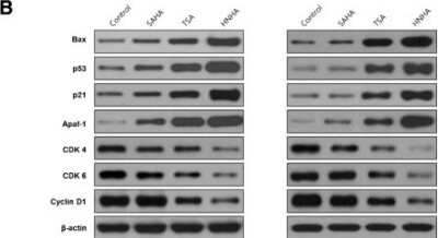 Western Blot: Bax Antibody [NBP1-88682]