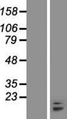 Western Blot: Bax Overexpression Lysate [NBP2-05632]