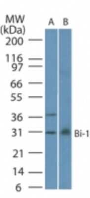 Western Blot: Bax inhibitor 1 Antibody (20F248)Azide and BSA Free [NBP2-80592]