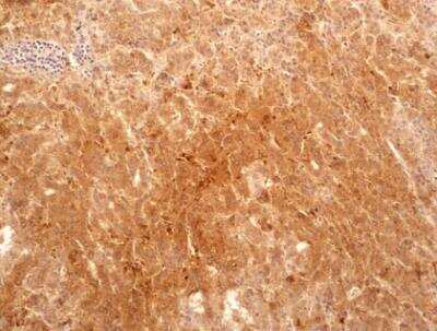 Immunohistochemistry-Paraffin: Bax inhibitor 1 Antibody (20F430) - Azide Free [NBP2-33264]