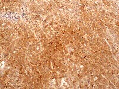 Immunohistochemistry-Paraffin: Bax inhibitor 1 Antibody (20F430) [NBP2-24919]