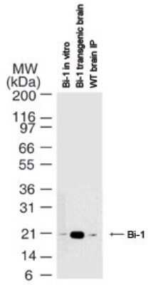 Western Blot: Bax inhibitor 1 Antibody (20F565)Azide and BSA Free [NBP2-80591]