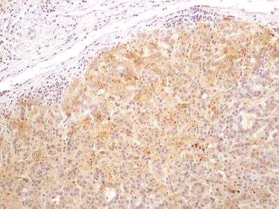 Immunohistochemistry-Paraffin: Bax inhibitor 1 Antibody (20F565) [NBP2-24912]