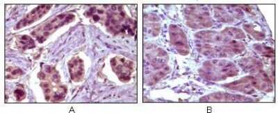 Immunohistochemistry-Paraffin: Bcl-10 Antibody (4F8) - BSA Free [NBP1-51524]