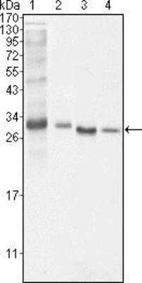 Western Blot: Bcl-10 Antibody (4F8)BSA Free [NBP1-51524]