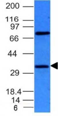 Western Blot: Bcl-10 Antibody (BL10/411)Azide and BSA Free [NBP2-33190]