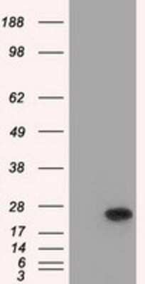 Western Blot: Bcl-10 Antibody (OTI4A8)Azide and BSA Free [NBP2-71398]