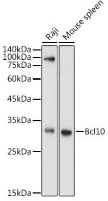 Western Blot: Bcl-10 AntibodyBSA Free [NBP2-92938]