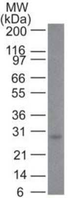 Western Blot: Bcl-2 Antibody (100/D5+124)Azide and BSA Free [NBP2-34515]