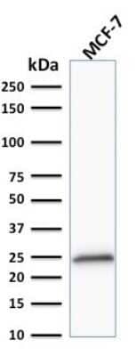 Western Blot: Bcl-2 Antibody (100/D5+124)Azide and BSA Free [NBP2-34515]