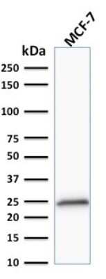 Western Blot: Bcl-2 Antibody (100/D5+124) [NBP2-34444]