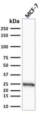 Western Blot: Bcl-2 Antibody (100/D5)Azide and BSA Free [NBP2-33315]