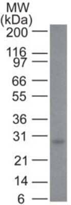 Western Blot: Bcl-2 Antibody (100/D5)Azide and BSA Free [NBP2-33315]