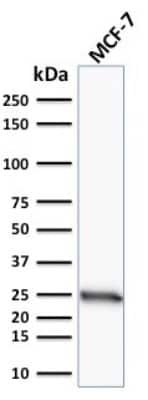 Western Blot: Bcl-2 Antibody (100/D5) [NBP2-15200]