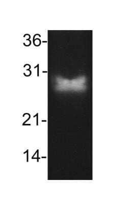 Western Blot: Bcl-2 Antibody (8C8)Azide and BSA Free [NBP2-33313]