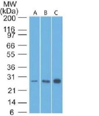 Western Blot: Bcl-2 Antibody (8C8)Azide and BSA Free [NBP2-33313]