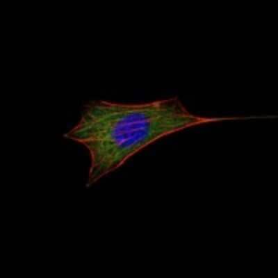 Immunocytochemistry/ Immunofluorescence: Bcl-2 Antibody (8E12) - BSA Free [NBP2-22170]