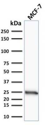 Western Blot: Bcl-2 Antibody (SPM117)Azide and BSA Free [NBP2-34440]