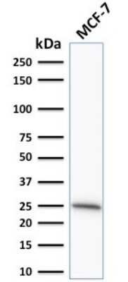 Western Blot: Bcl-2 Antibody (SPM530)Azide and BSA Free [NBP2-34442]