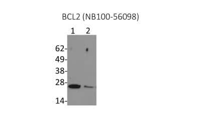 Western Blot: Bcl-2 Antibody [NB100-56098]