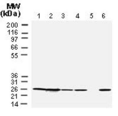 Western Blot: Bcl-2 Antibody [NB100-56098]