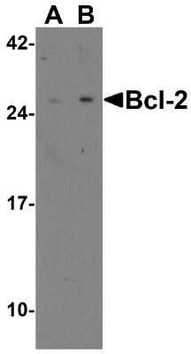 Western Blot: Bcl-2 AntibodyBSA Free [NBP2-30108]