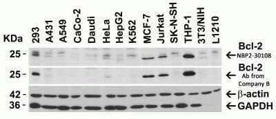 Western Blot: Bcl-2 AntibodyBSA Free [NBP2-30108]