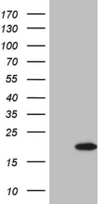 Western Blot: Bcl-2 related protein A1 Antibody (OTI3D10) [NBP2-46568]