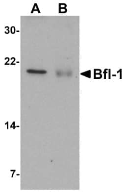 Western Blot: Bcl-2 related protein A1 AntibodyBSA Free [NBP1-76715]