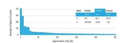 Protein Array: Bcl-6 Antibody (BCL6/1475) - Azide and BSA Free [NBP2-59597]