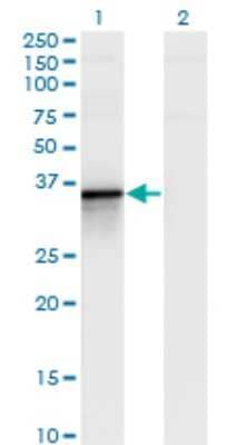 Western Blot: Bcl G Antibody (1D11) [H00079370-M02]