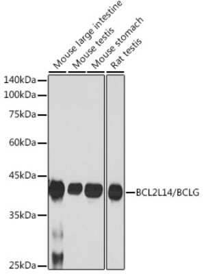 Western Blot: Bcl G Antibody (6R9F3) [NBP3-15746]