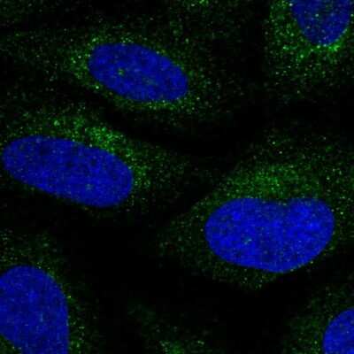 Immunocytochemistry/ Immunofluorescence: Bcl G Antibody [NBP1-91697]