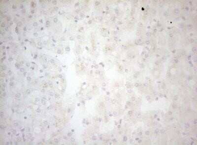 Immunohistochemistry: Bcl G Antibody (OTI6D1) - Azide and BSA Free [NBP2-72204]