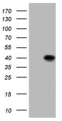 Western Blot: Bcl G Antibody (OTI6D1)Azide and BSA Free [NBP2-72204]