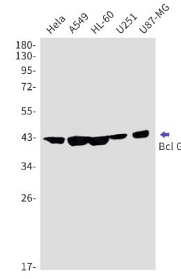 Western Blot: Bcl G Antibody (S06-3D8) [NBP3-19984]