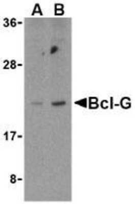 Western Blot: Bcl G AntibodyBSA Free [NBP1-77223]