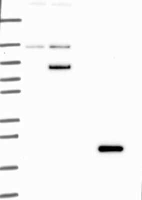 Western Blot: Bcl G Antibody [NBP3-17024]