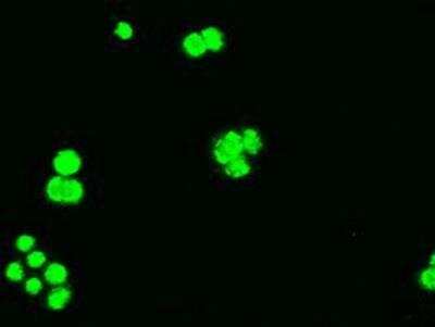 Immunocytochemistry/ Immunofluorescence: Bcl-xL Antibody (OTI4A9) [NBP1-47665]