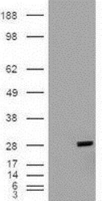 Western Blot: Bcl-xL Antibody (OTI4A9) [NBP1-47665]